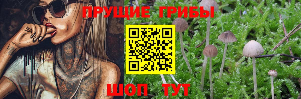 Псилоцибиновые грибы Cubensis  Вход с VPN  Галлюциногенные грибы прущие грибы  Александров 